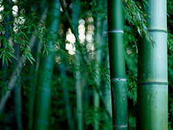 Did you know? Oil and bamboos Did you know? Oil and bamboos