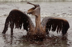 Gulf oil spill: the aftermath Gulf oil spill: the aftermath